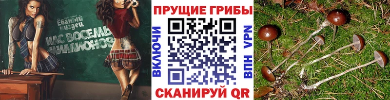 сколько стоит  Сим  Псилоцибиновые грибы мицелий 